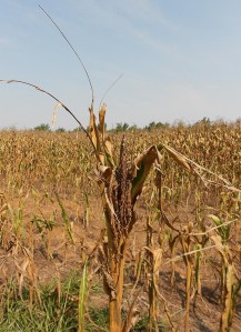 Corn in drought, Western Kentucky, August, 2012 by CraneStation via Flickr (http://creativecommons.org/licenses/by/2.0/deed.en_GB)
