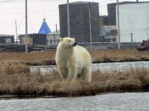polar bear