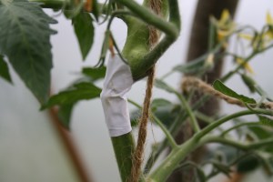 What am I being shown? Image Credit: Hannah Pitt