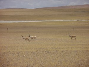 Tibetan antelopes in a fenced pasture where livestock grazing is banned, Pelgon, Tibet, July 2010 (Photography by Yonten Nyima)