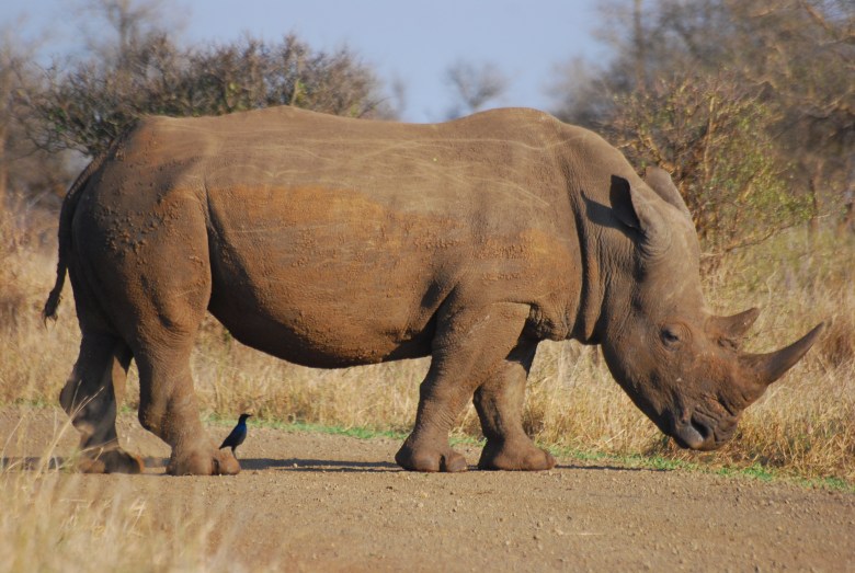 Rhinoceros_RSA
