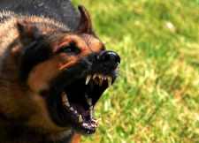 An aggressive dog Source: Wikimedia Commons