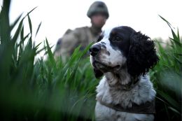 Dogs are valuable military team members Source: Wikimedia Commons