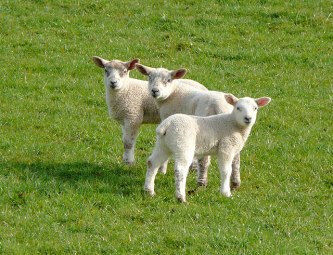 Lambs: a typical Spring scene Source: Wikimedia Commons