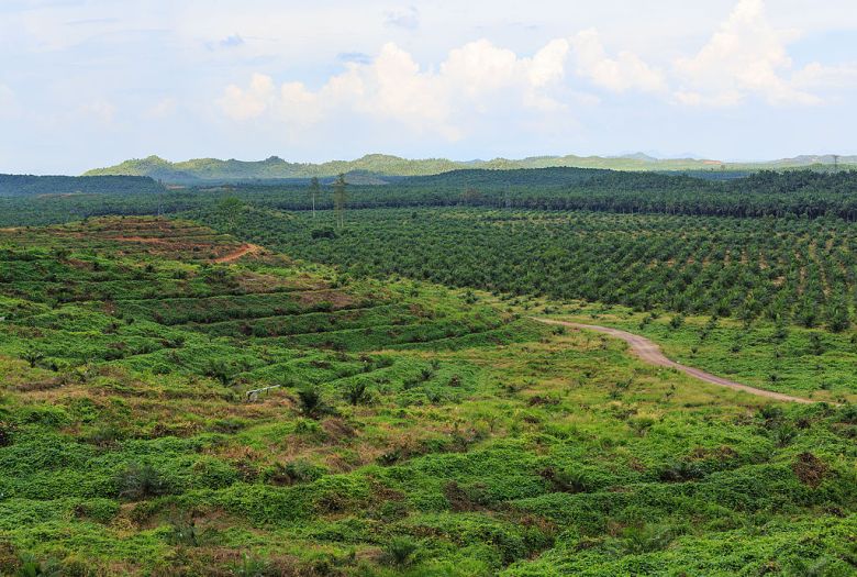 District Kunak, Sabah: A oilpalm plantation along the Malaysia Federal Route 13 with different stadiums of oil palm growing.