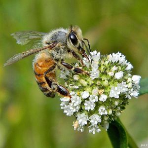 Source: Wikimedia Commons