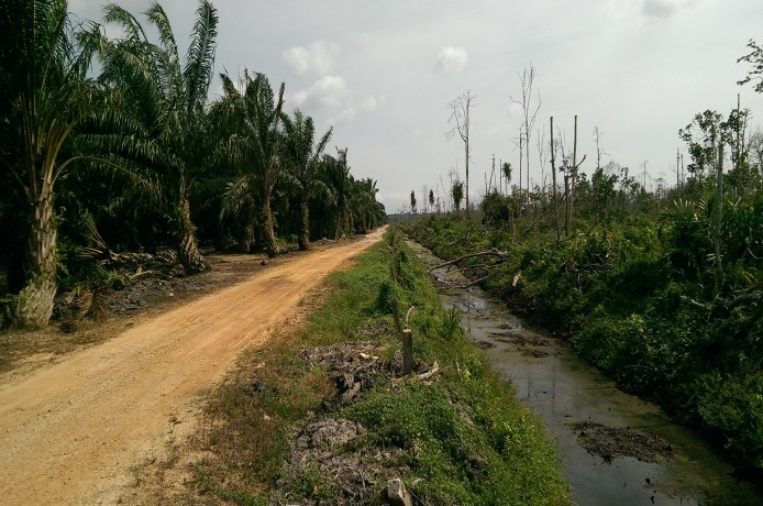 A palm oil plantation (left) borders a degraded peat forest swamp in South Selangor, Peninsular Malaysia. Source: (c) Rory Padfield.