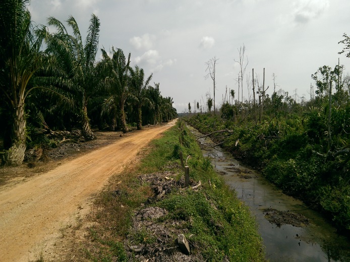 A palm oil plantation (left) borders a degraded peat forest swamp in South Selangor, Peninsular Malaysia. Source: (c) Rory Padfield.