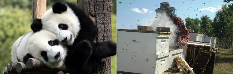 figure-1-panda-bees
