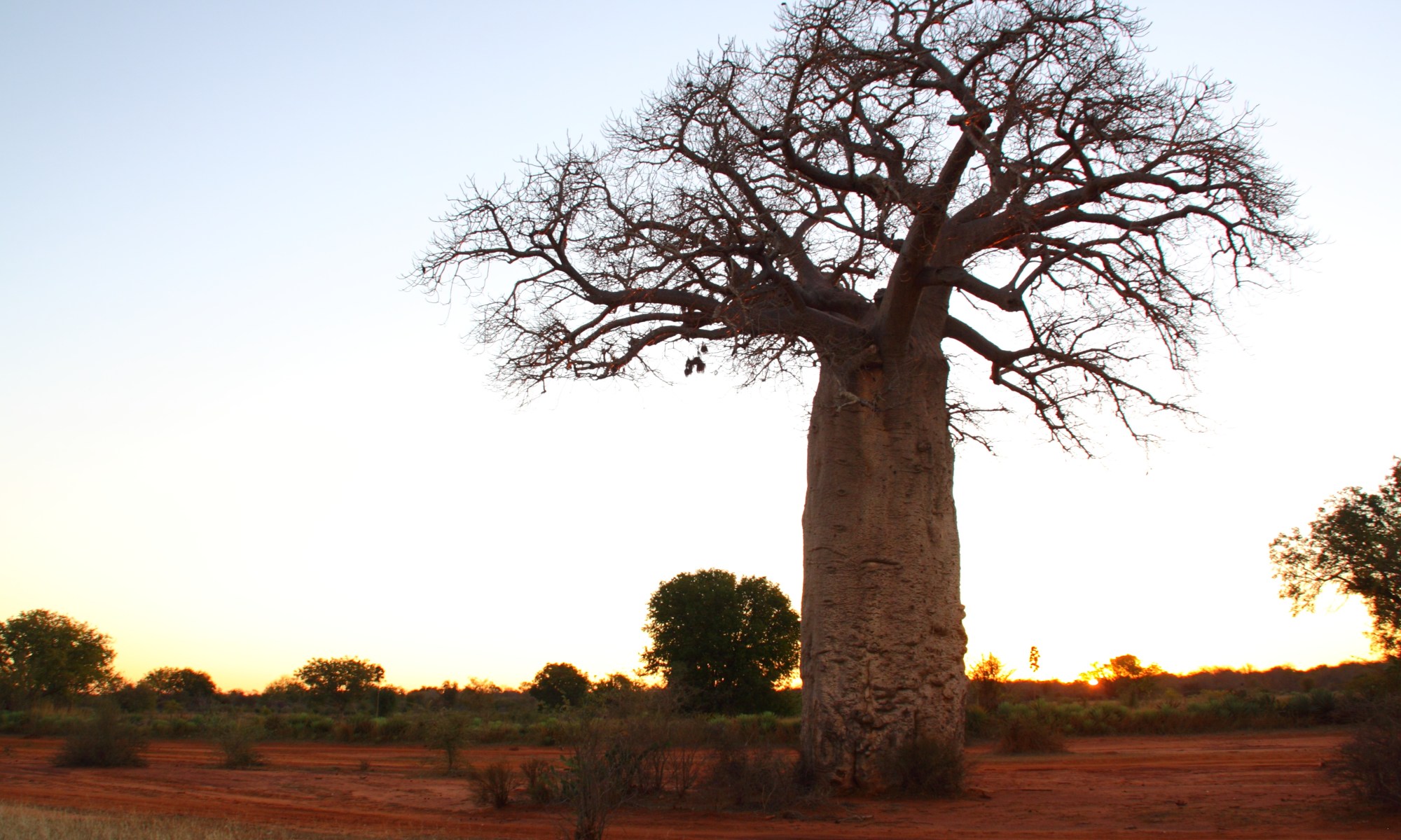 Baobob tree on the Mahafaly Plateau © Jacques Rakotondranary