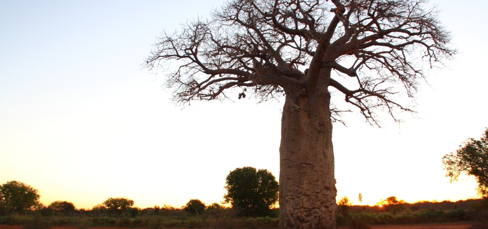 Baobob tree on the Mahafaly Plateau © Jacques Rakotondranary