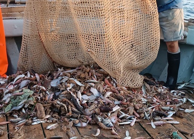 Fish falling out of a net on the deck of a boat.