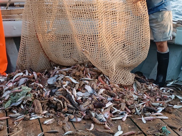 Fish falling out of a net on the deck of a boat.
