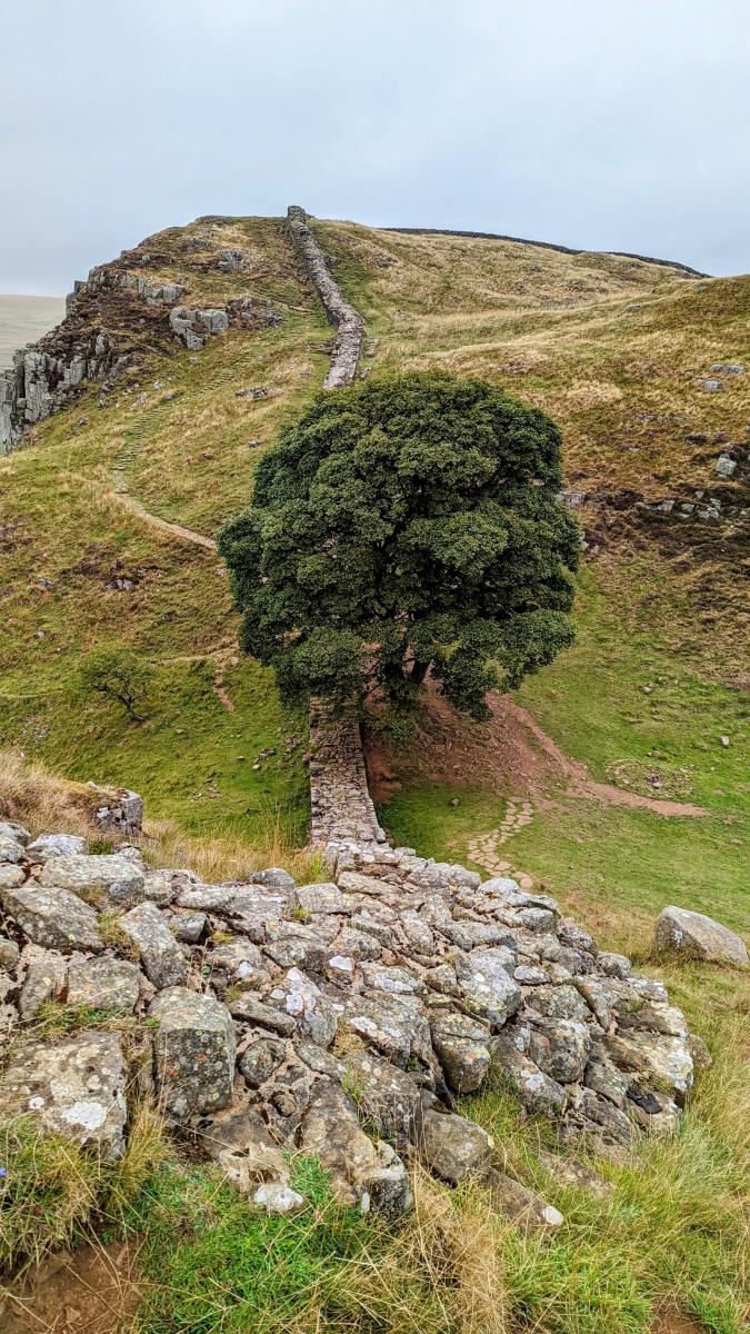 Sycamore Gap what the long life of a single tree can tell us about