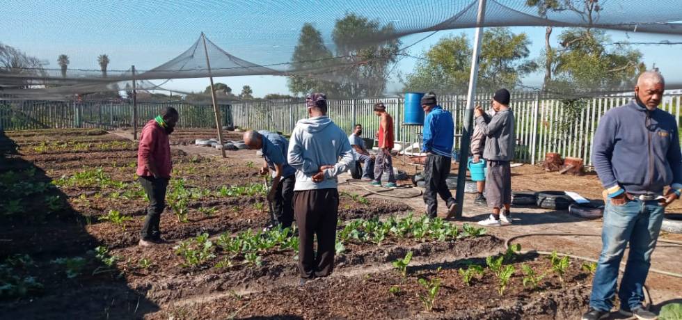 A group of people in a garden plot.