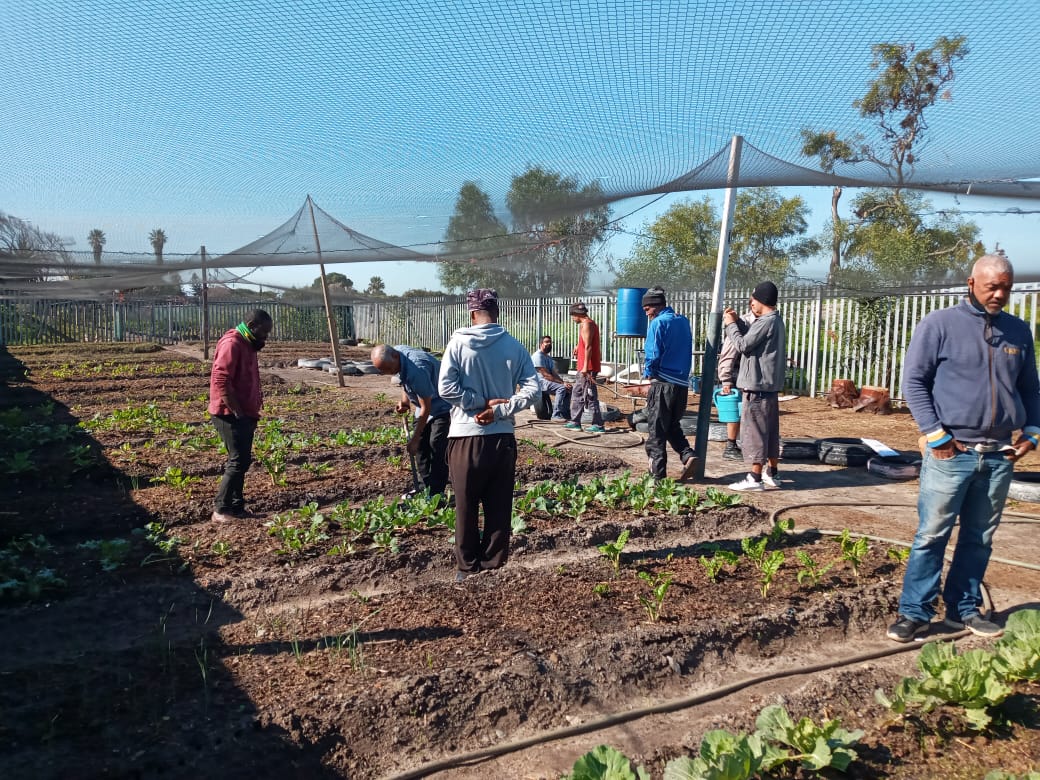 A group of people in a garden plot.