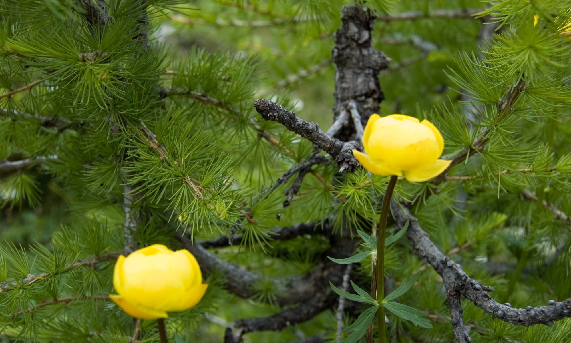 Two yellow flowers on a tree.