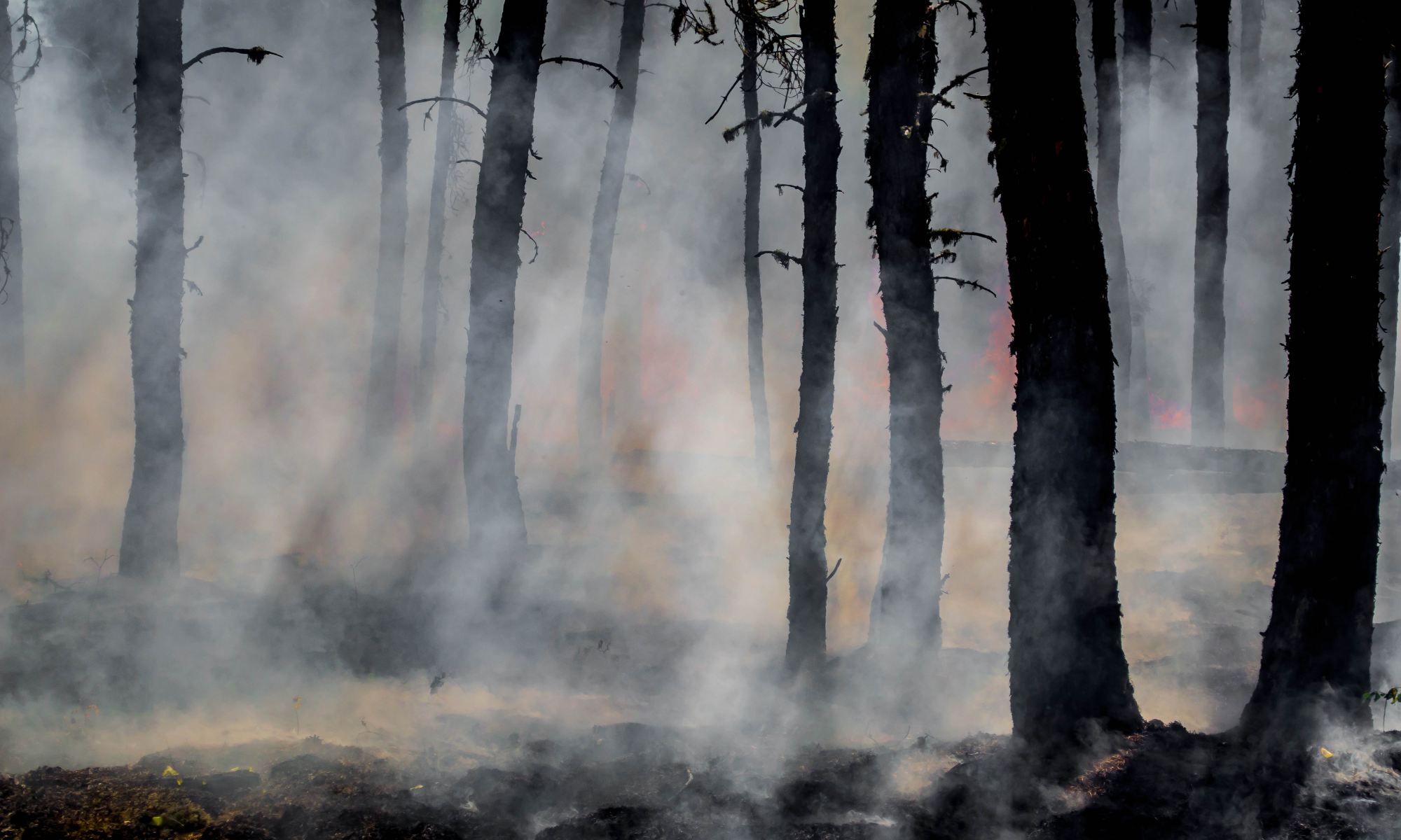 silhouette of trees on smoke covered forest