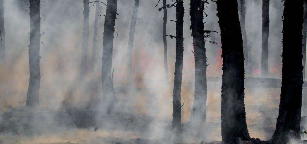 silhouette of trees on smoke covered forest