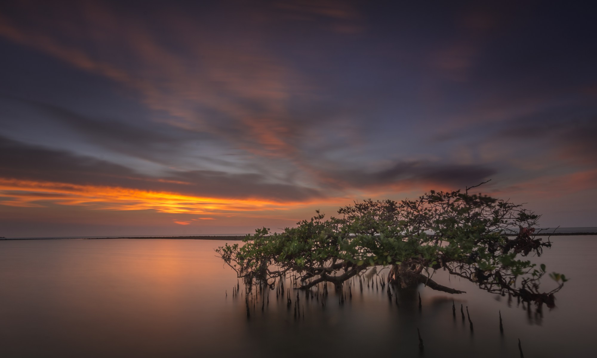 A coastline with a sunset background, featuring a mangrove tree