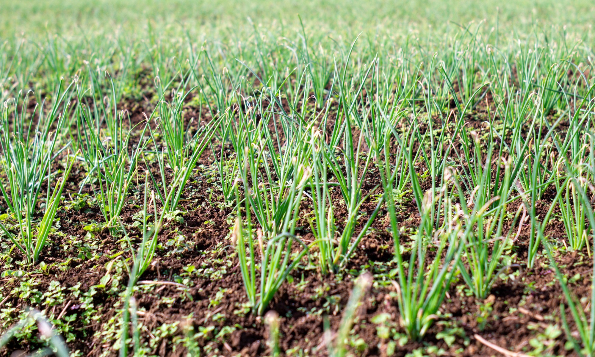 A zoomed in field of green grass.