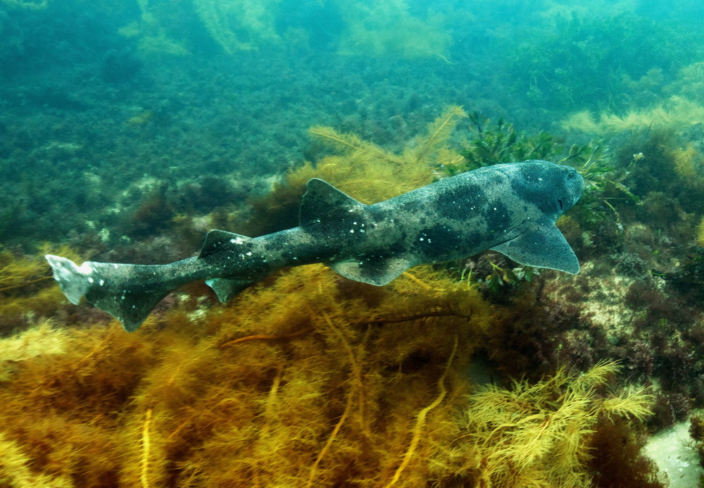 A broadnose sevengill shark (Cephaloscyllium laticeps) swimming over a seabed covered with brown seaweed and green underwater plants.