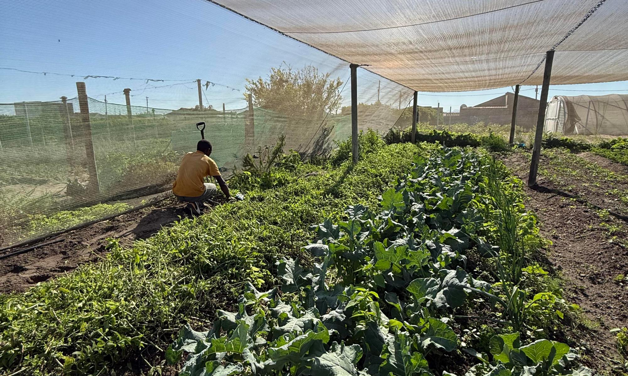 Person tending to leafy green plants under a large shade net in a sunny garden plot.