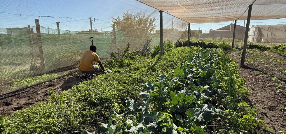 Person tending to leafy green plants under a large shade net in a sunny garden plot.